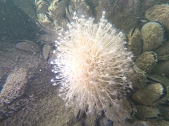 Ectopleura crocea