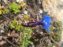 Gentiana bavarica subacaulis