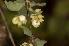 Symphoricarpos albus