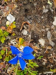 Gentiana bavarica subacaulis