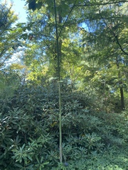 Phyllostachys aureosulcata