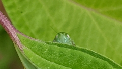 Gyponana octolineata