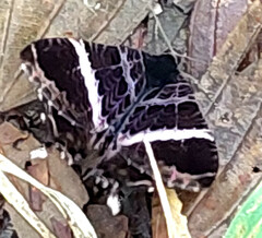 Coronidia orithea