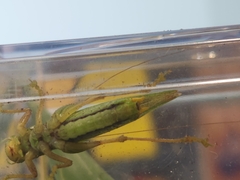 Orchelimum gladiator