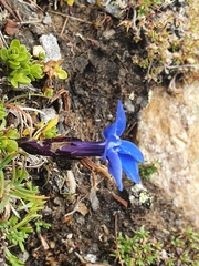 Gentiana bavarica subacaulis
