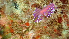 Coryphellina arveloi