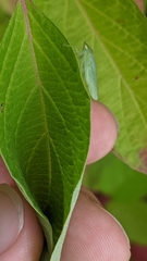 Gyponana octolineata
