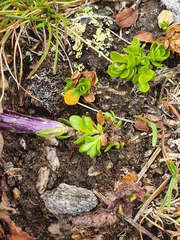 Gentiana bavarica subacaulis