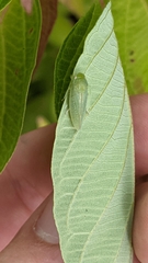 Gyponana octolineata