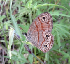 Euptychia rubrofasciata