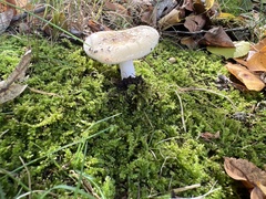 Amanita multisquamosa