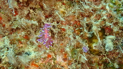 Coryphellina arveloi