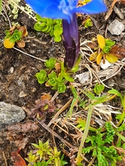 Gentiana bavarica subacaulis