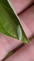 Gyponana octolineata