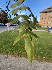 Phellodendron amurense