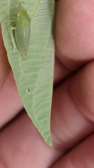 Gyponana octolineata