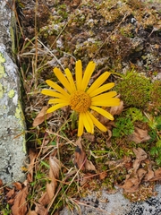 Doronicum clusii
