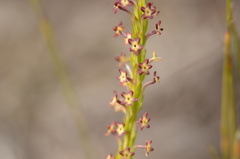 Microdon dubius