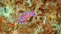 Coryphellina arveloi