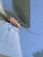 Monochamus titillator