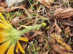 Doronicum clusii