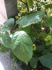 Calycanthus floridus