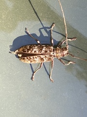 Monochamus titillator