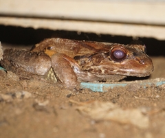 Leptodactylus savagei