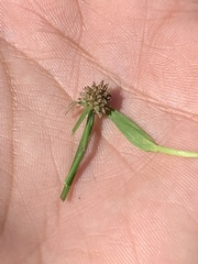 Cyperus brevifolius
