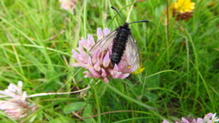 Zygaena exulans