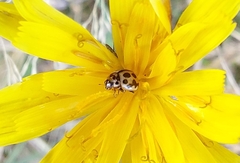 Tytthaspis sedecimpunctata