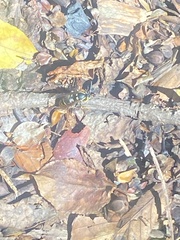 Vespula