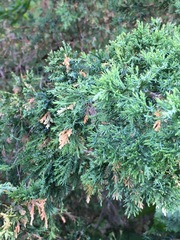 Juniperus