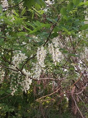 Robinia pseudoacacia