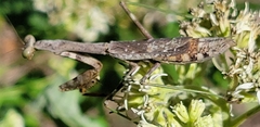 Stagmomantis