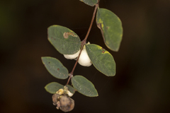 Symphoricarpos albus
