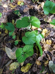 Viola mirabilis