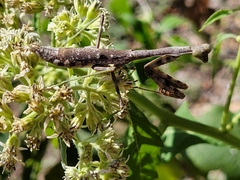 Stagmomantis