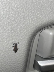 Melacoryphus lateralis