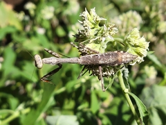 Stagmomantis
