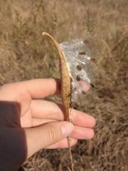 Asclepiadeae