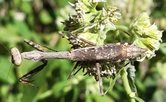 Stagmomantis