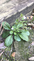Mazus pumilus