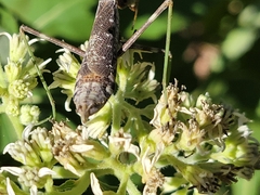 Stagmomantis