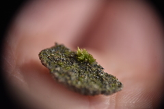 Physcomitrium patens