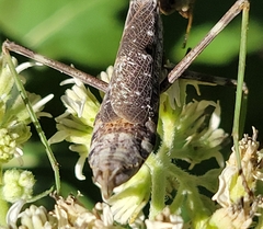 Stagmomantis