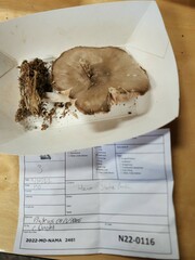 Pluteus hongoi