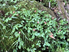 Lecanthus peduncularis
