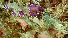 Coryphellina arveloi
