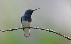 Florisuga mellivora